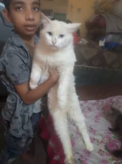 Persian cats | Persian kitten | doll face kitten | triple coated