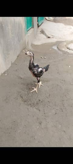 shamo