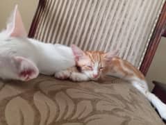 kittens