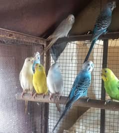 budgies for sale