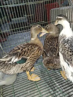 Ducks