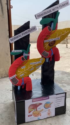 Presentation Model Making Any Kind