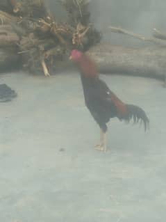 Aseel Murgye 2