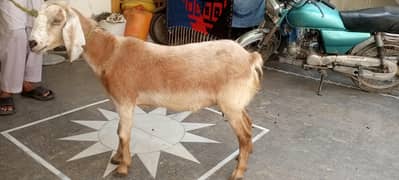 bakri