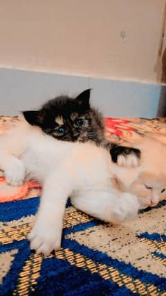 persion cat pair doll face