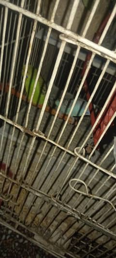 a pair of love birds for sale