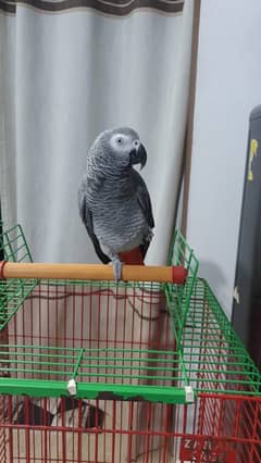 Grey Parrot