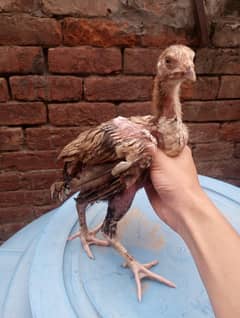 lakha+ heera masi Ka bacha for sale health and active vaccination done