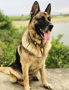 German