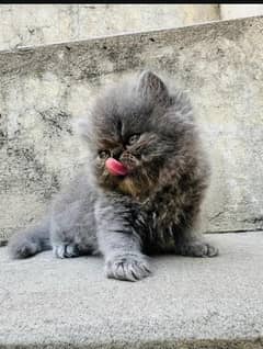 peke face kitten for sale