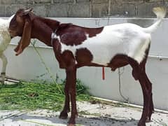 Bakra