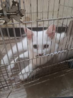 persian cat female