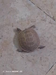 turtle