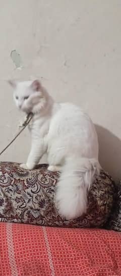 Persian cat white colour