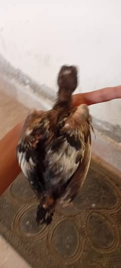 pure asell chicks 03266616758