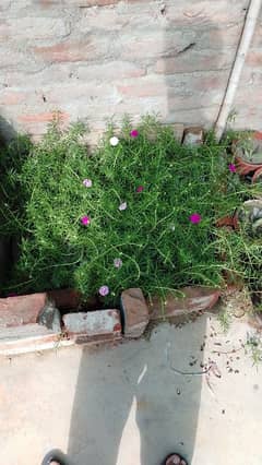Portulaca Moss rose gul dupehri