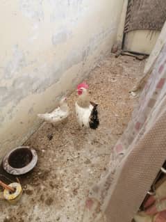 murga and murgi for sale