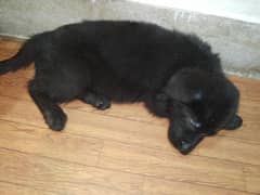 black german shepherd baby