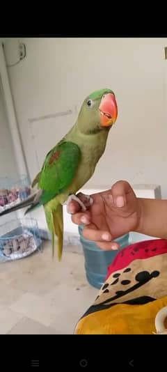 Raw Kashmiri Pahari Chick's available