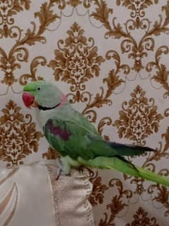 pahari kasmiri parrot for  sale
