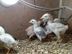cross aseel chicks