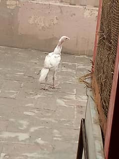 Aseel heera paper white 5 chicks age 4 month pure aseel whit nok nali