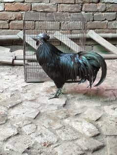 ayam cemani pure black male breeder