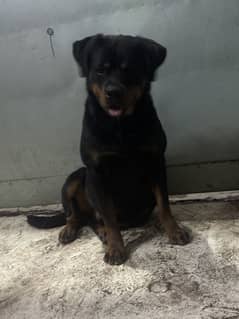 male rottweiler huge size from pedigree parents