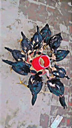 Ganoi Thai Aseel Chiks | Thai Aseel | Aseel | Shamoo | Ganoi Imported