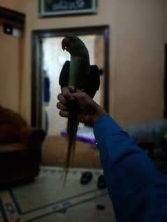 boht he pyara parrot ha hand tam or bolta bhi ha