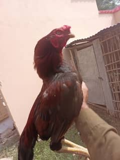aseel
