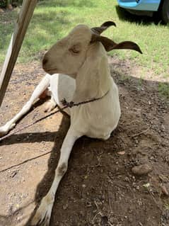 bakri