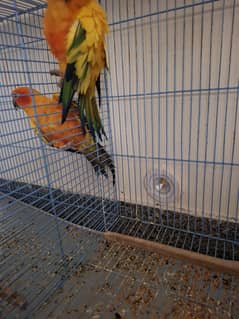 sunconure