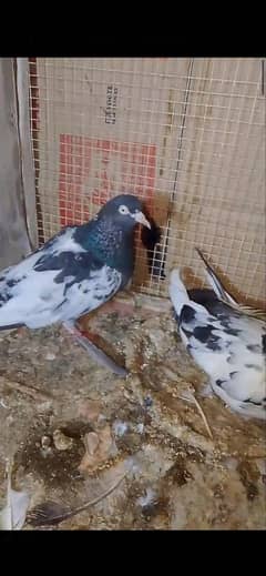 seat wali Taddy for sale