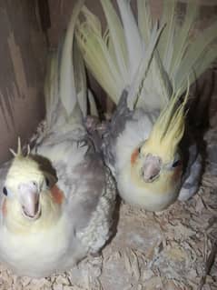 Cocktail pair