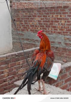 Aseel murga male