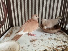 Dove pairs with eggs