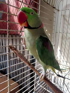 Raw parrot's breeder pair