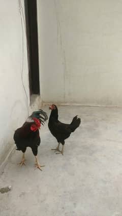 Murga pair