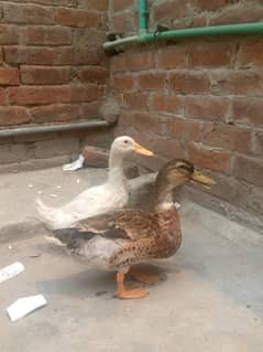 ducks