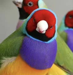 LADY GOULDIAN GOLDIAN FINCH PAIRS