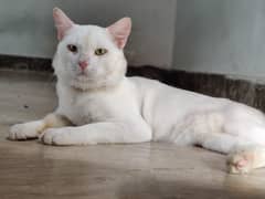 white persian cat pair