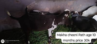 bakri and Bakra