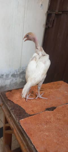 HEERA