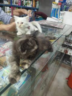 Persian kitten