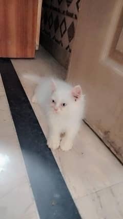 Persian kitten | Cats | Male kittens | High Quality | Available