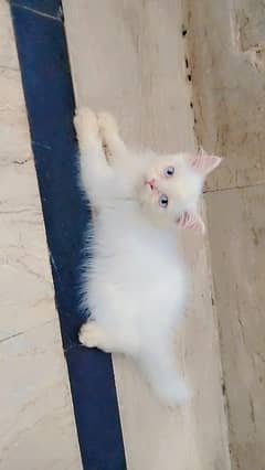 Persian kitten | Cats | Male kittens | High Quality | Available