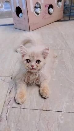 Persian kitten | Cats | Male kittens | High Quality | Available