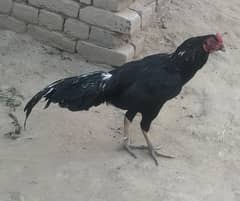 pure mushka aseel