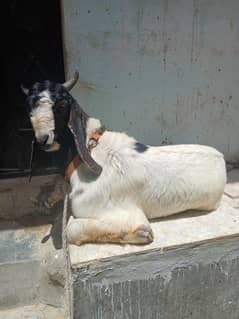 kheera bakra